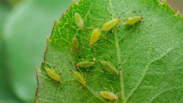 Should i kill greenfly?