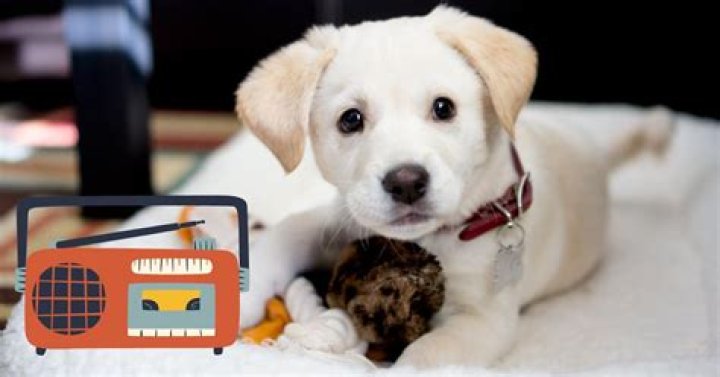 Should i leave radio on for puppy at night?