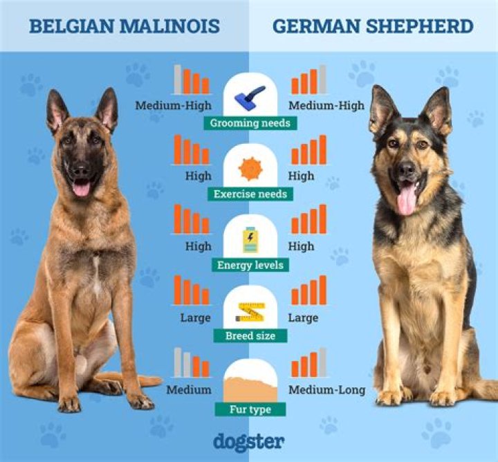 Should i neuter my belgian malinois?