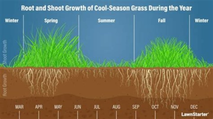 Should i overseed or kill weeds first?