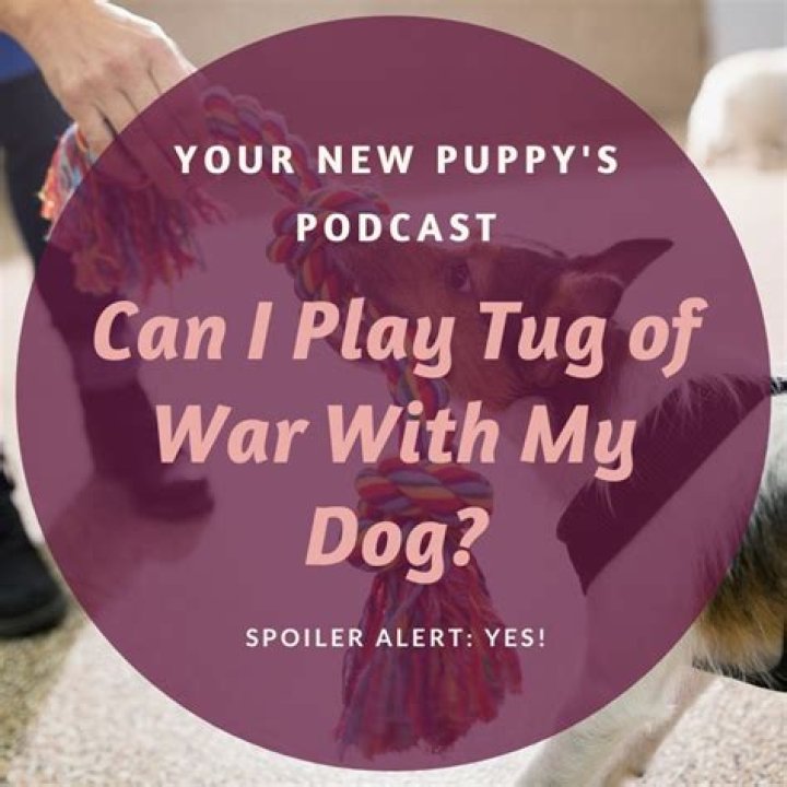 Should i play tug of war with my lab puppy?