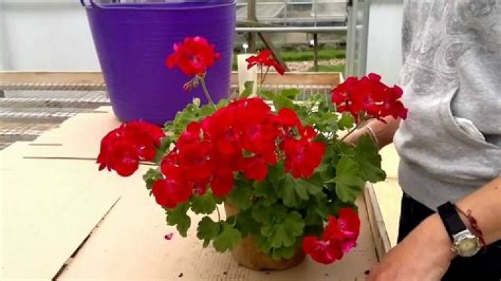 Should i prune pelargoniums?