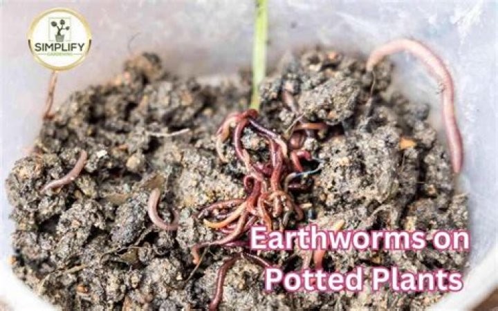 Should i put earthworms in my potted plants?