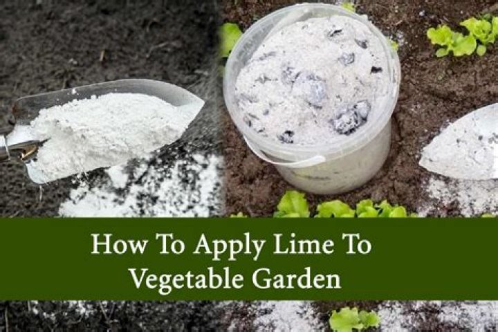 Should i put lime in my garden?