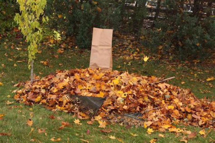 Should i rake my lawn in the spring?