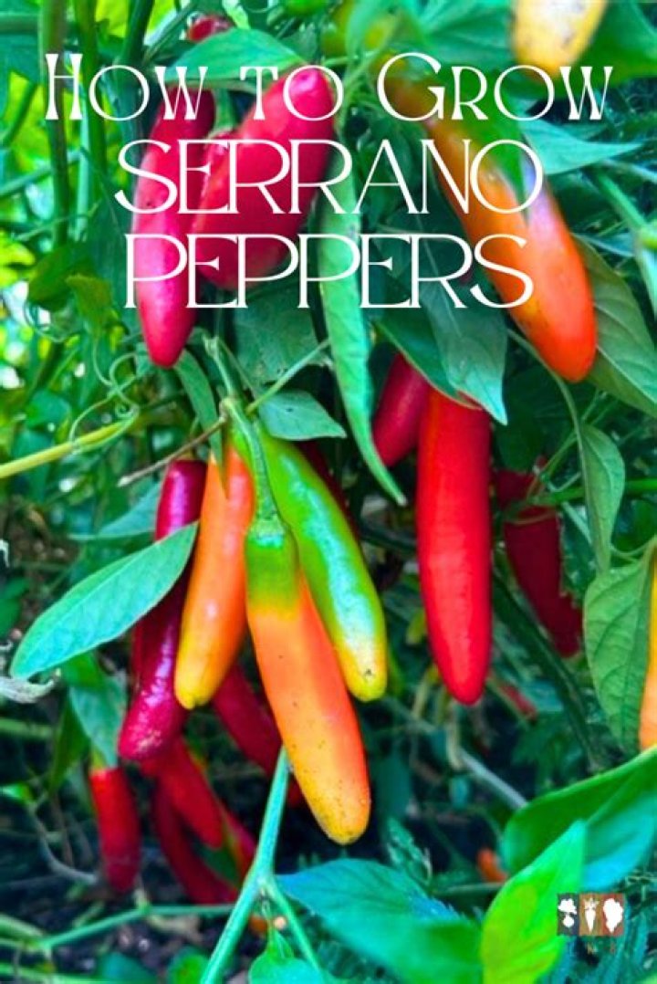 Should i refrigerate serrano peppers?