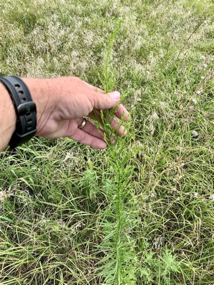 Should i remove horseweed from my garden?