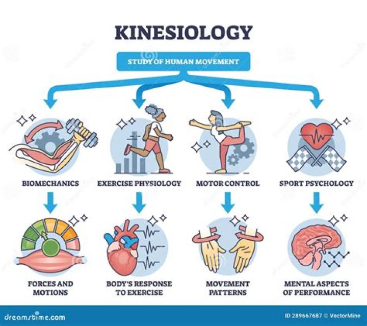 Should i study kinesiology?
