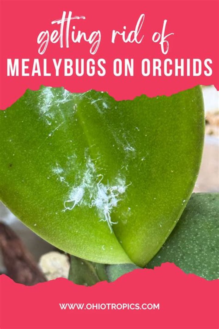 Should i throw away a plant with mealybugs?