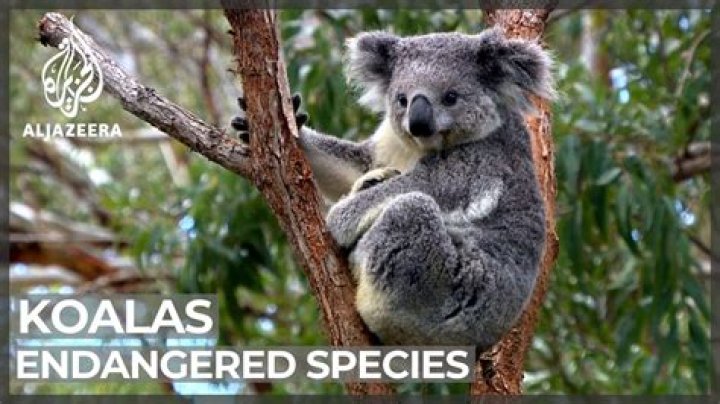 Should koalas go extinct?