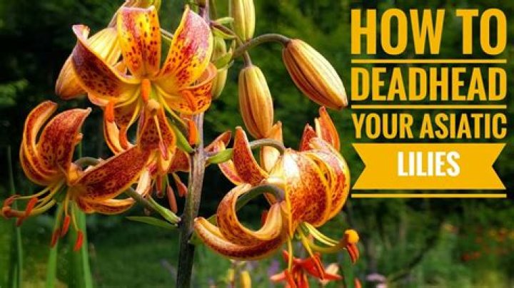 Should lilies be staked?