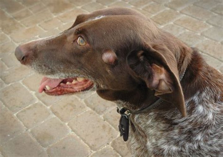 Should my dog's head be hot?