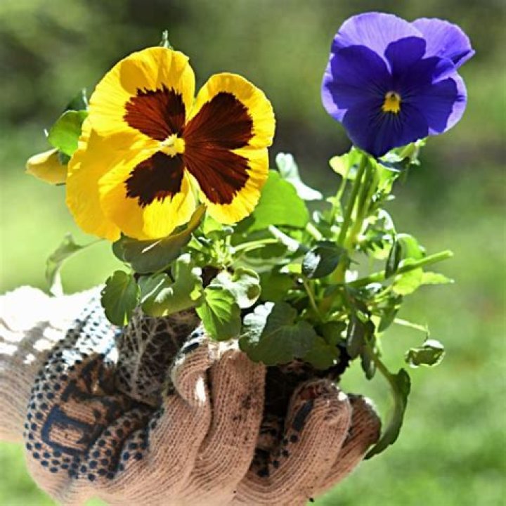 Should pansies be in the sun?