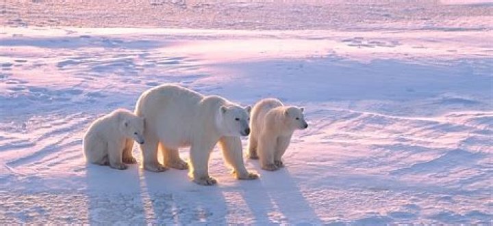 Should polar bears be moved to antarctica?