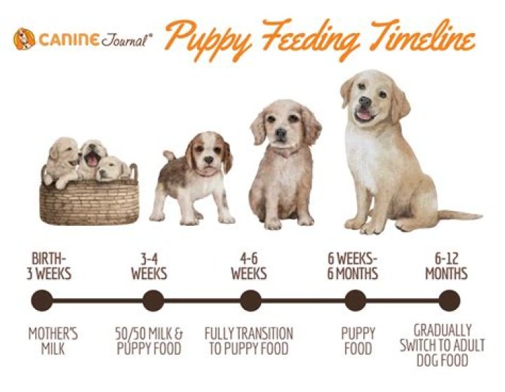 Should puppies be fed milk?
