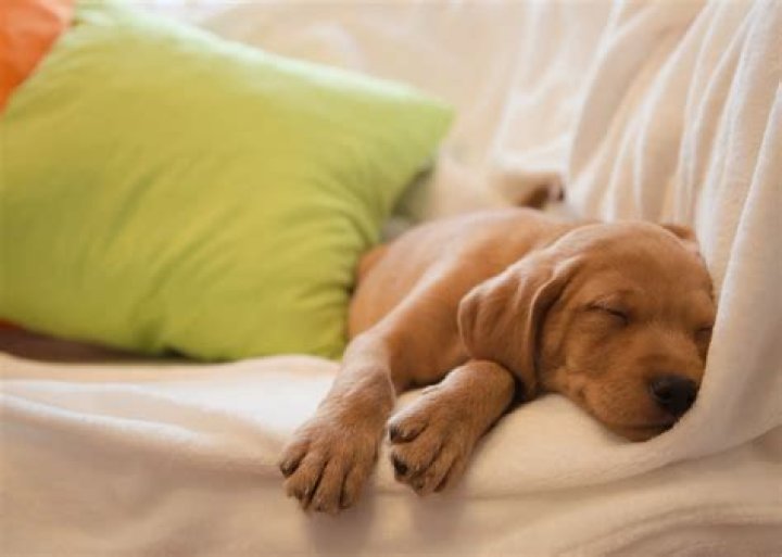 Should puppy sleep in bedroom?