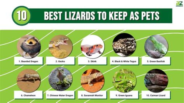 Should reptiles be kept as pets?