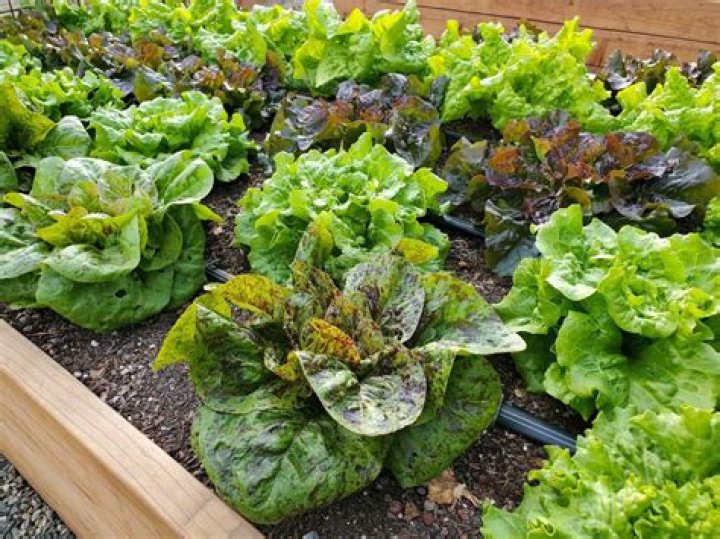 Should romaine lettuce be organic?
