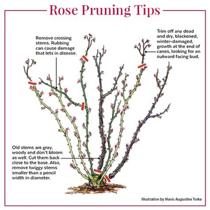 Should shrub roses be deadheaded?