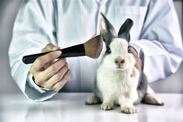 Should we use animal testing for cosmetics?