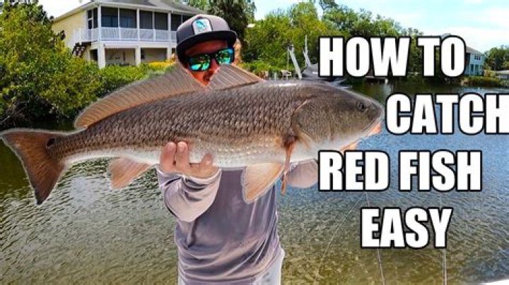 Should you bleed redfish?
