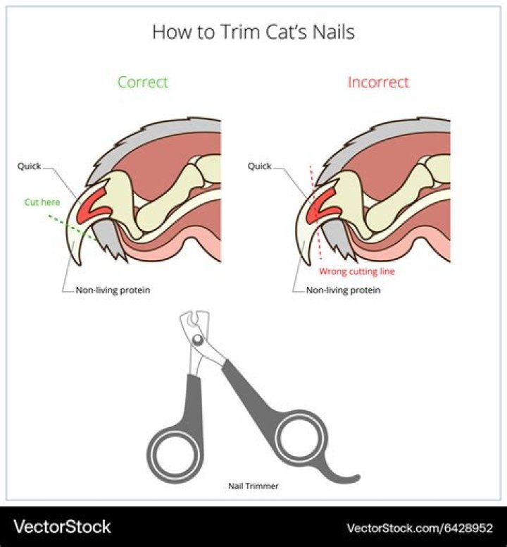 Should you cut cats claws?
