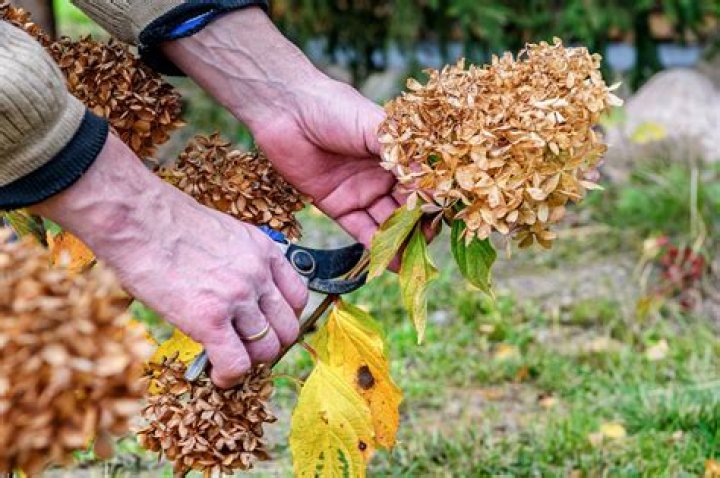 Should you cut down hydrangeas in the fall?