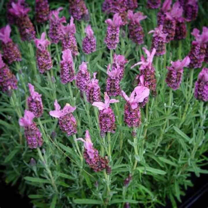 Should you deadhead lavender?