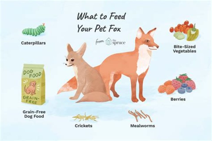 Should you feed foxes dog food?