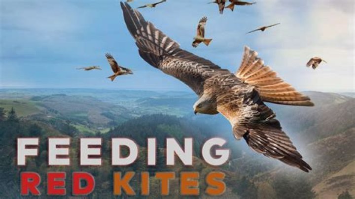Should you feed red kites?