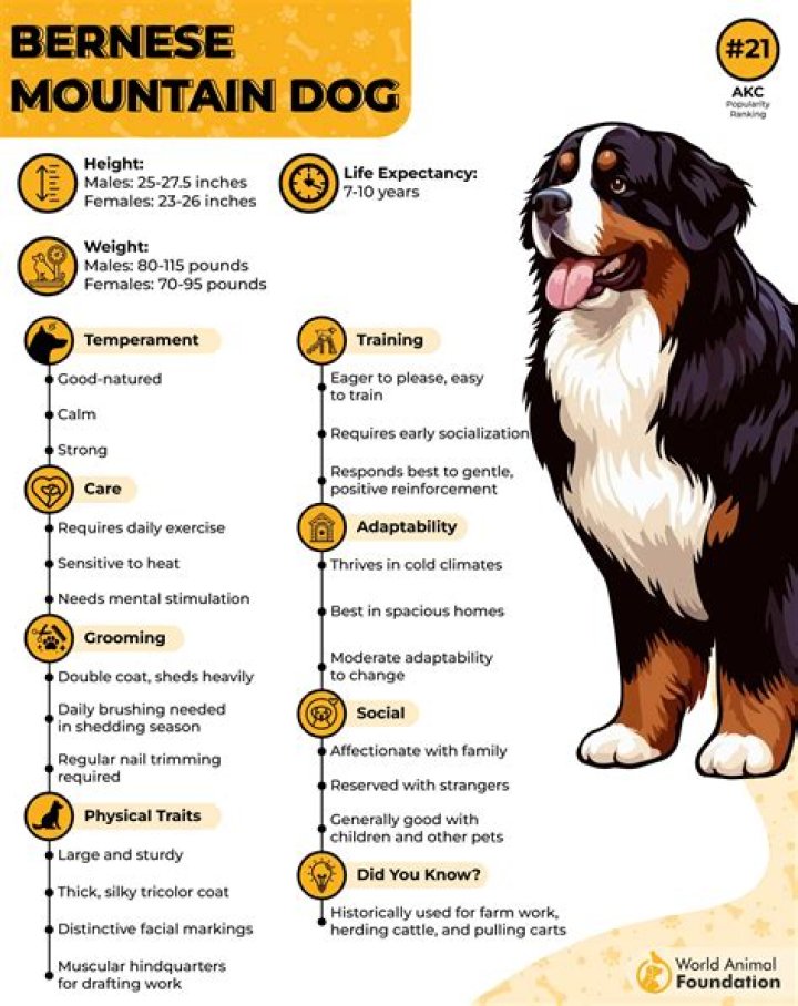 Should you get a bernese mountain dog?