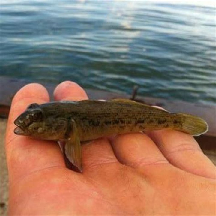 Should you kill round gobies?