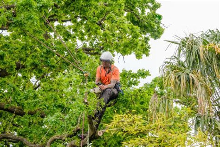 Should you tip tree surgeons?