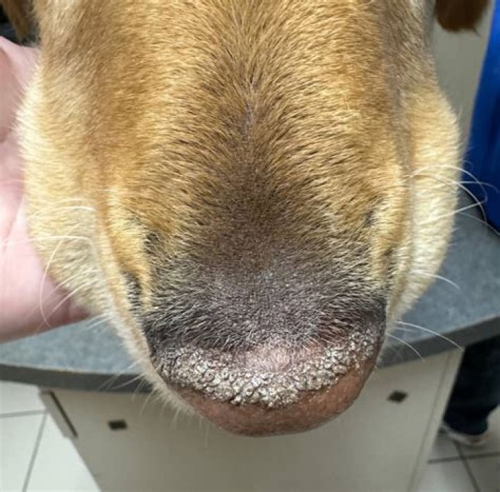Should you touch a dog's nose?