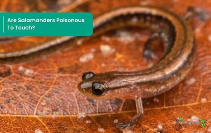 Should you touch salamanders?