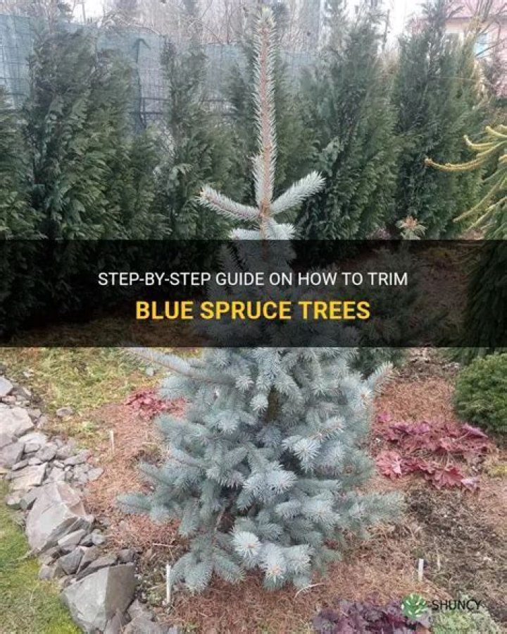 Should you trim a blue spruce?