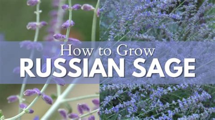 Should you trim russian sage?