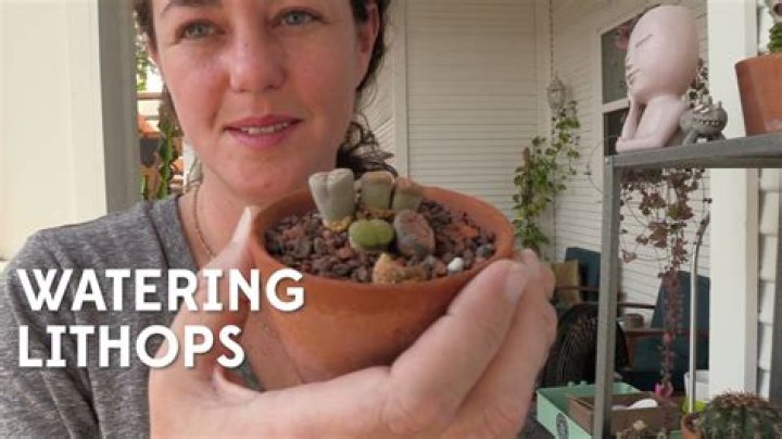Should you water lithops after repotting?