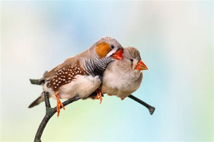 Should zebra finches be kept in pairs?