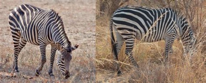Should zebras have stripes?
