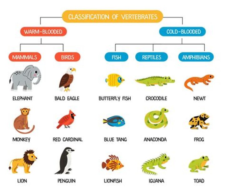 Was a snail a vertebrate?
