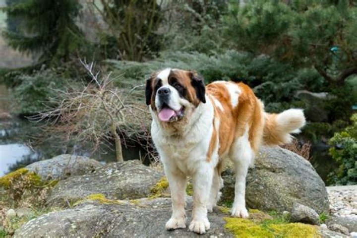 Was cujo a saint bernard?