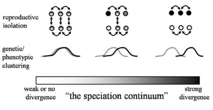 Was does speciation mean?