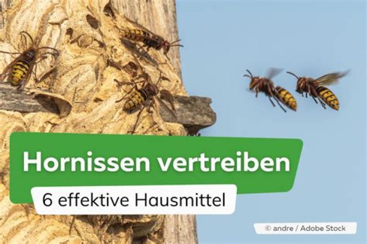 Was hornissen nicht mögen?