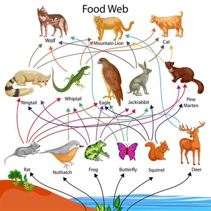 Was is food web?