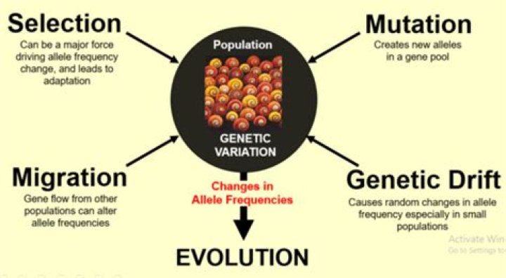 Was is genetic drift?