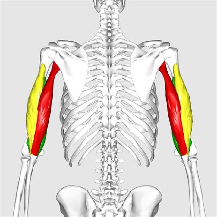 Was ist biceps brachii?