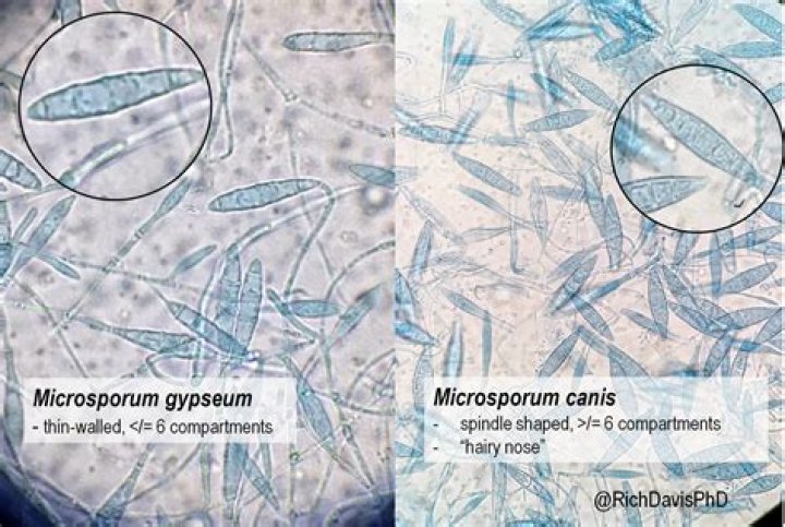 Was ist microsporum canis?