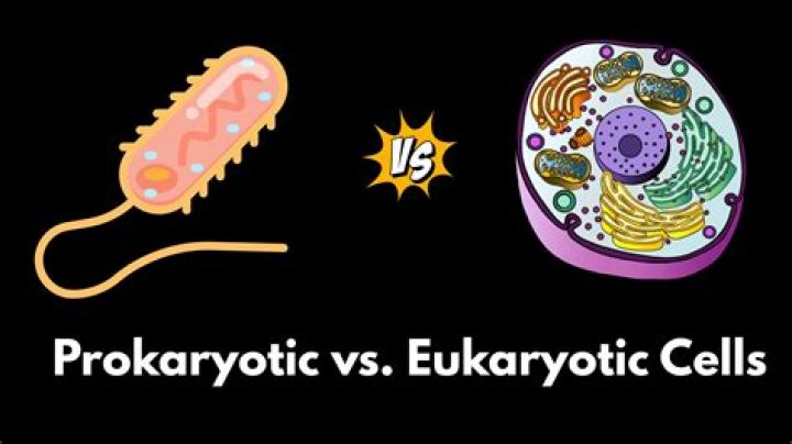 Was luca a prokaryote?