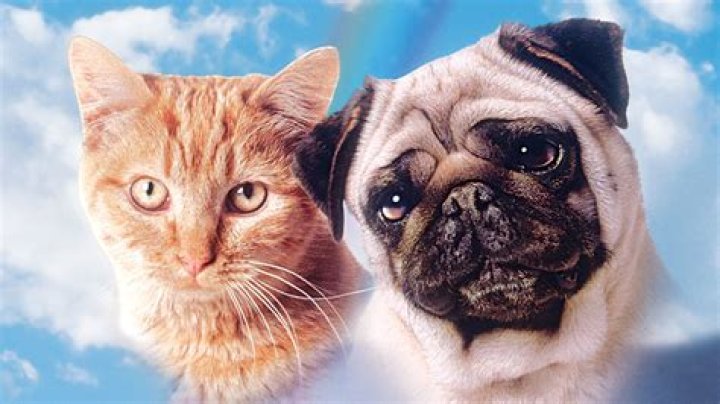 Was milo the cat or dog?